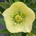 Helleborus x hybridus ' SP gelblich '