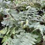 Cheilanthes lanosa