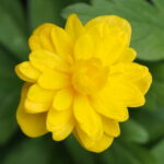 Anemone ranunculoides Aita 1 Anemone ranunculoides Aita