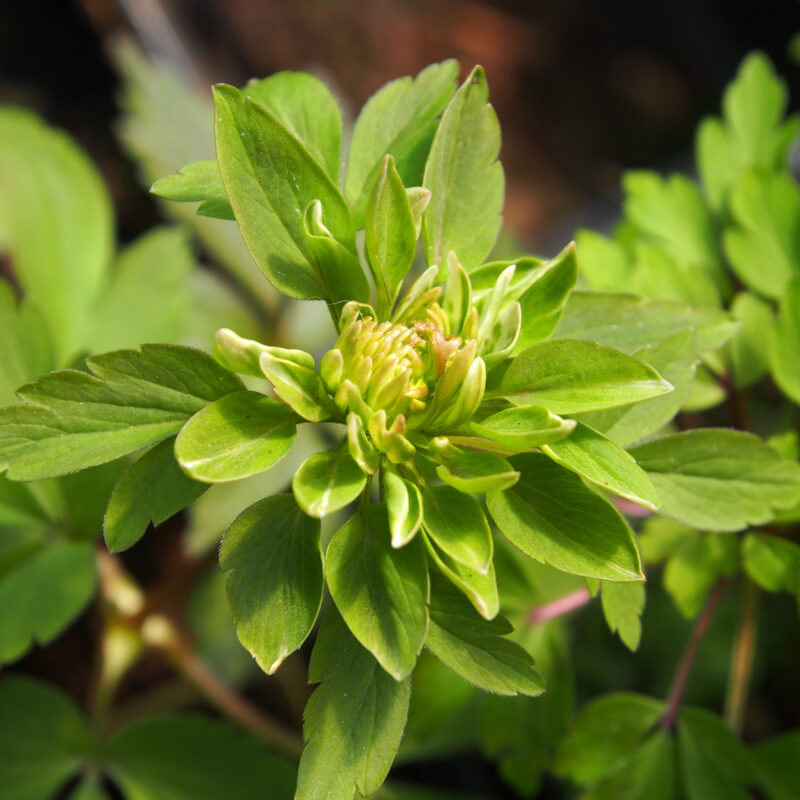 Anemone nemerosa Amelia
