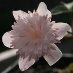 Anemone nemerosa Pink Delight 2 Anemone nemerosa Pink Delight