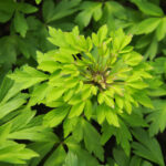 Anemone nemerosa Virescens