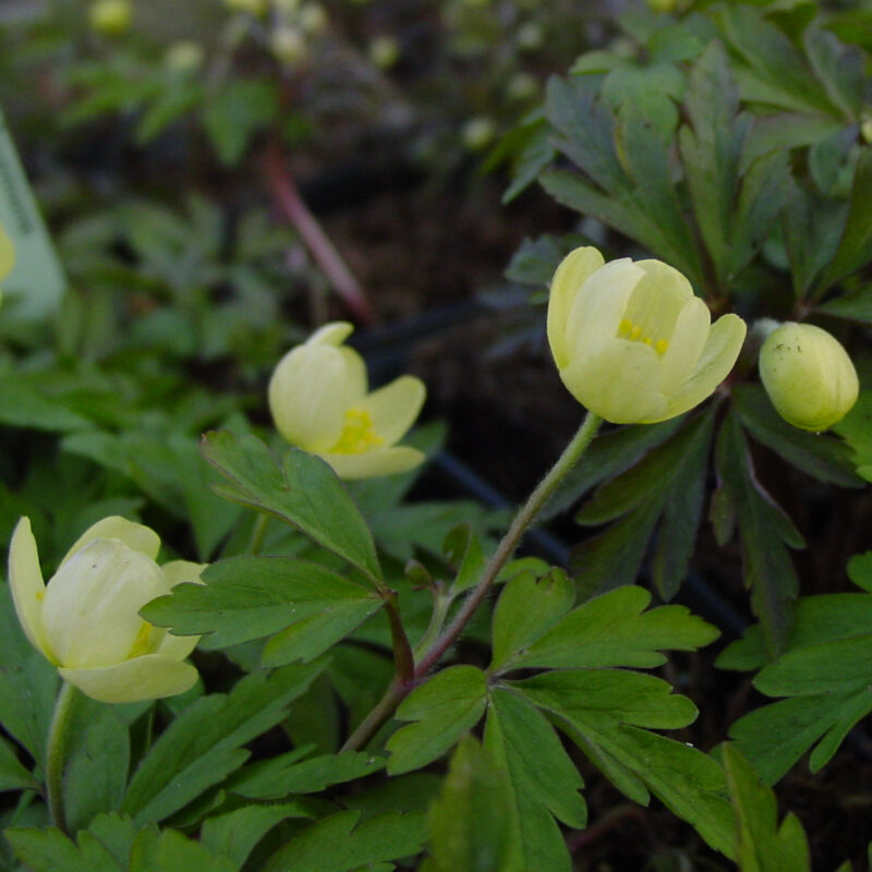 Anemone x lipsiensis Vindobonensis