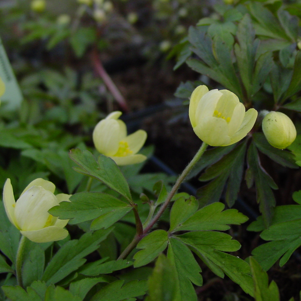 Anemone x lipsiensis Vindobonensis 3 Anemone x lipsiensis Vindobonensis
