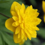 Anemone ranunculoides Anne