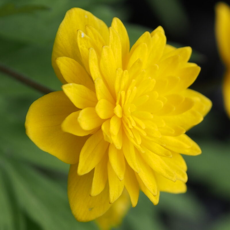 Anemone ranunculoides Anne