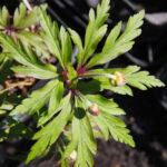 Anemone ranunculoides Arno 1 Anemone ranunculoides Arno