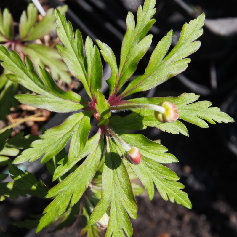 Anemone ranunculoides Arno