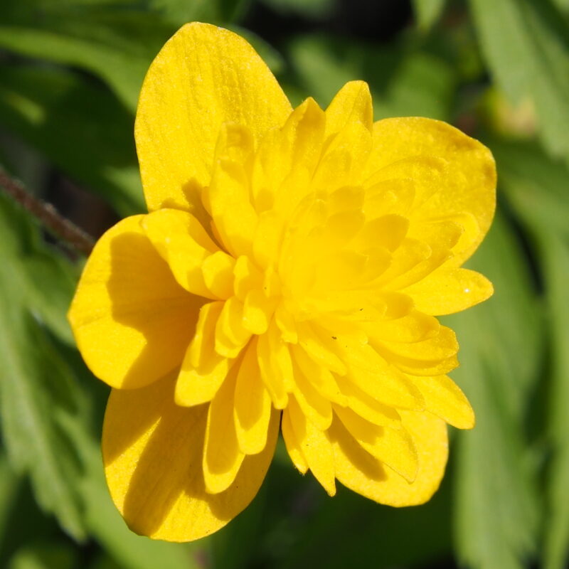 Anemone ranunculoides Aser
