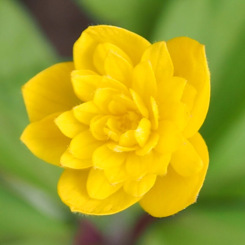 Anemone ranunculoides Aureus
