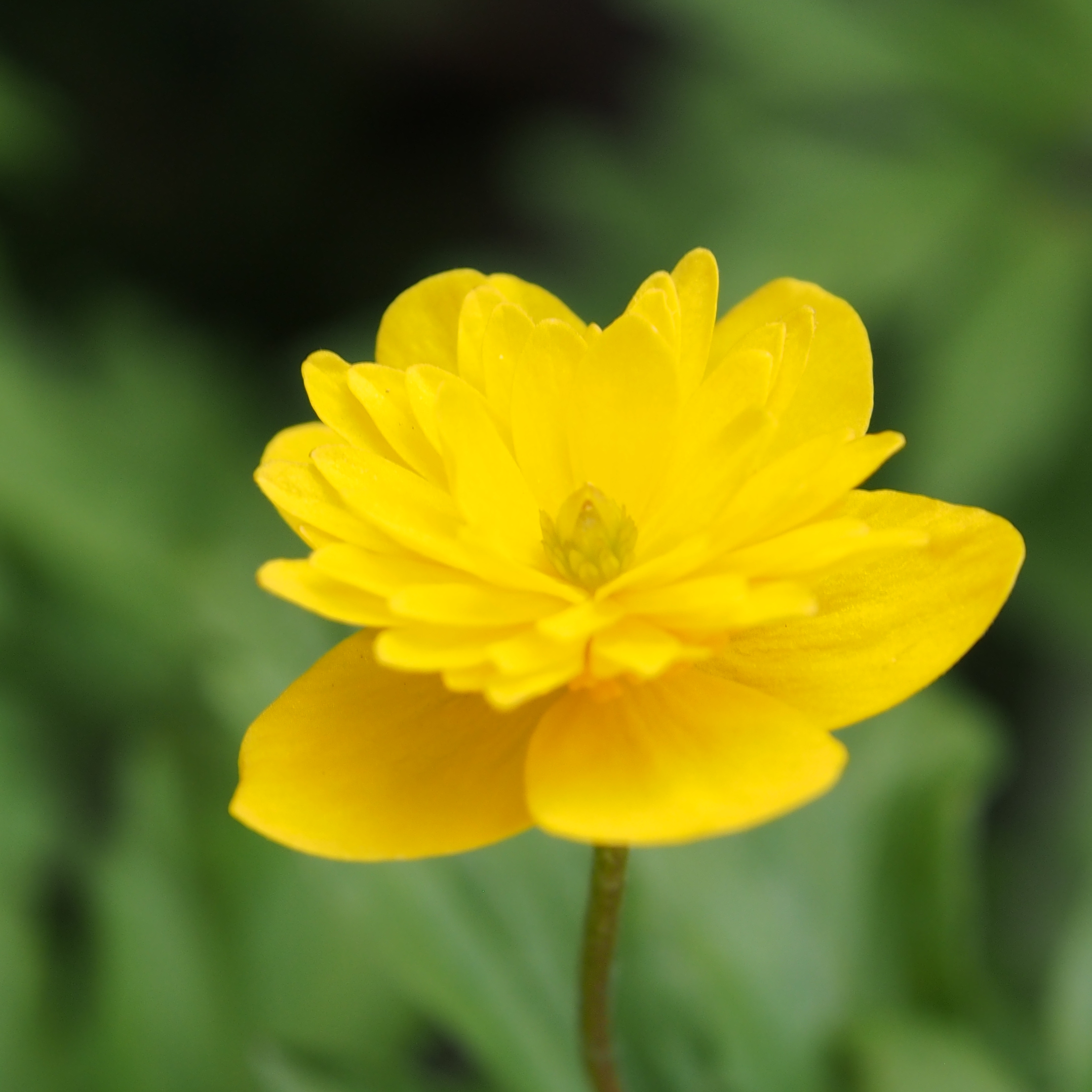 Anemone ranunculoides Ave 4 Anemone ranunculoides Ave