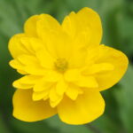 Anemone ranunculoides Ave 1 Anemone ranunculoides Ave