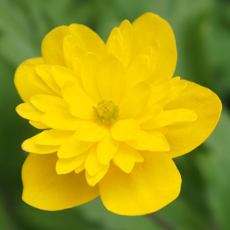 Anemone ranunculoides Ave