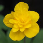 Anemone ranunculoides Dago