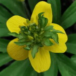 Anemone ranunculoides Golden Dream 2 Anemone ranunculoides Golden Dream