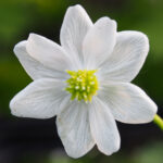 Anemone nemerosa Grönknapp 1 Anemone nemerosa Grönknapp