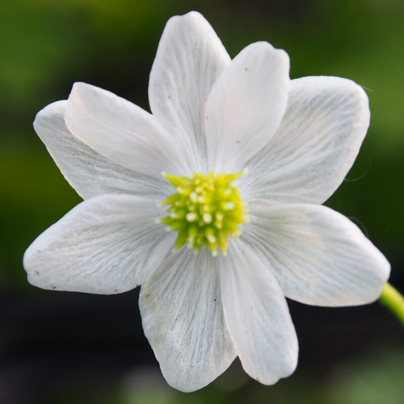 Anemone nemerosa Grönknapp