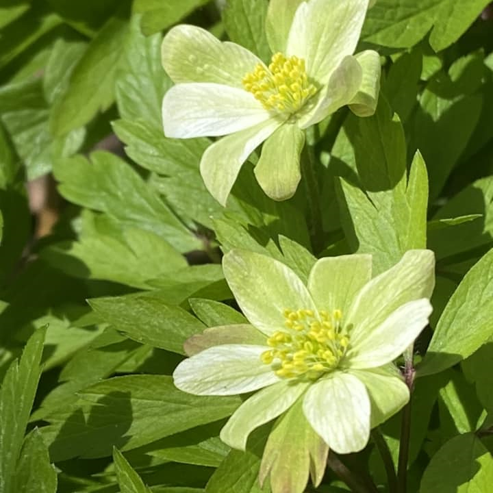Anemone nemerosa Hedda
