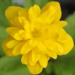 Anemone ranunculoides Ingel