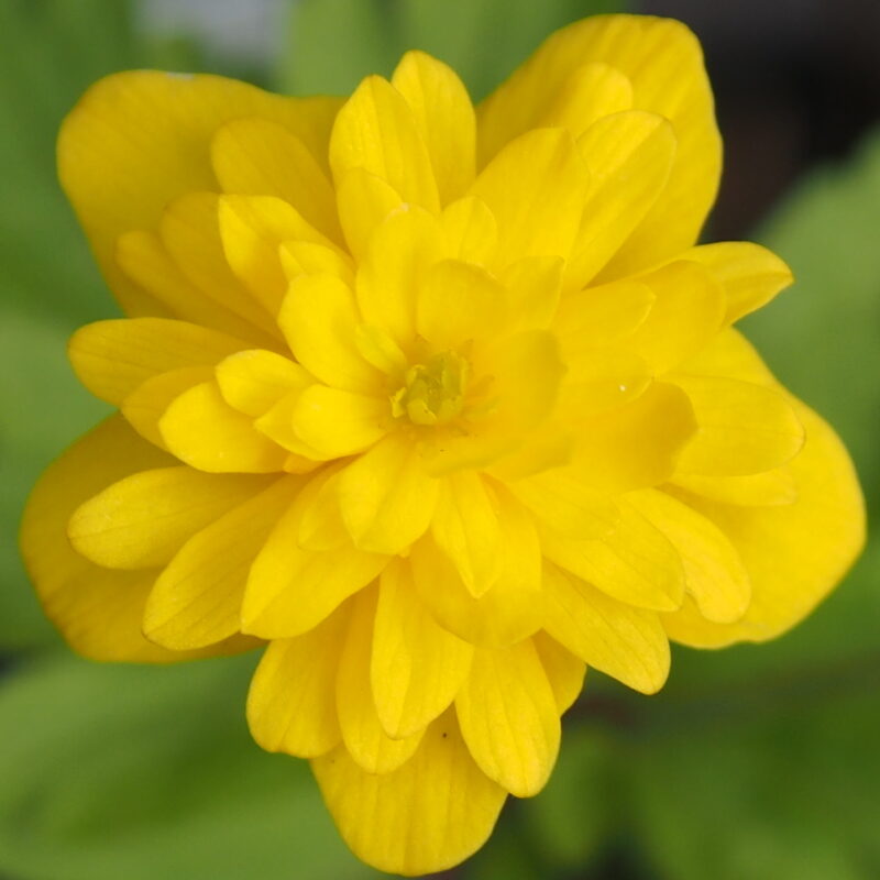 Anemone ranunculoides Ingel