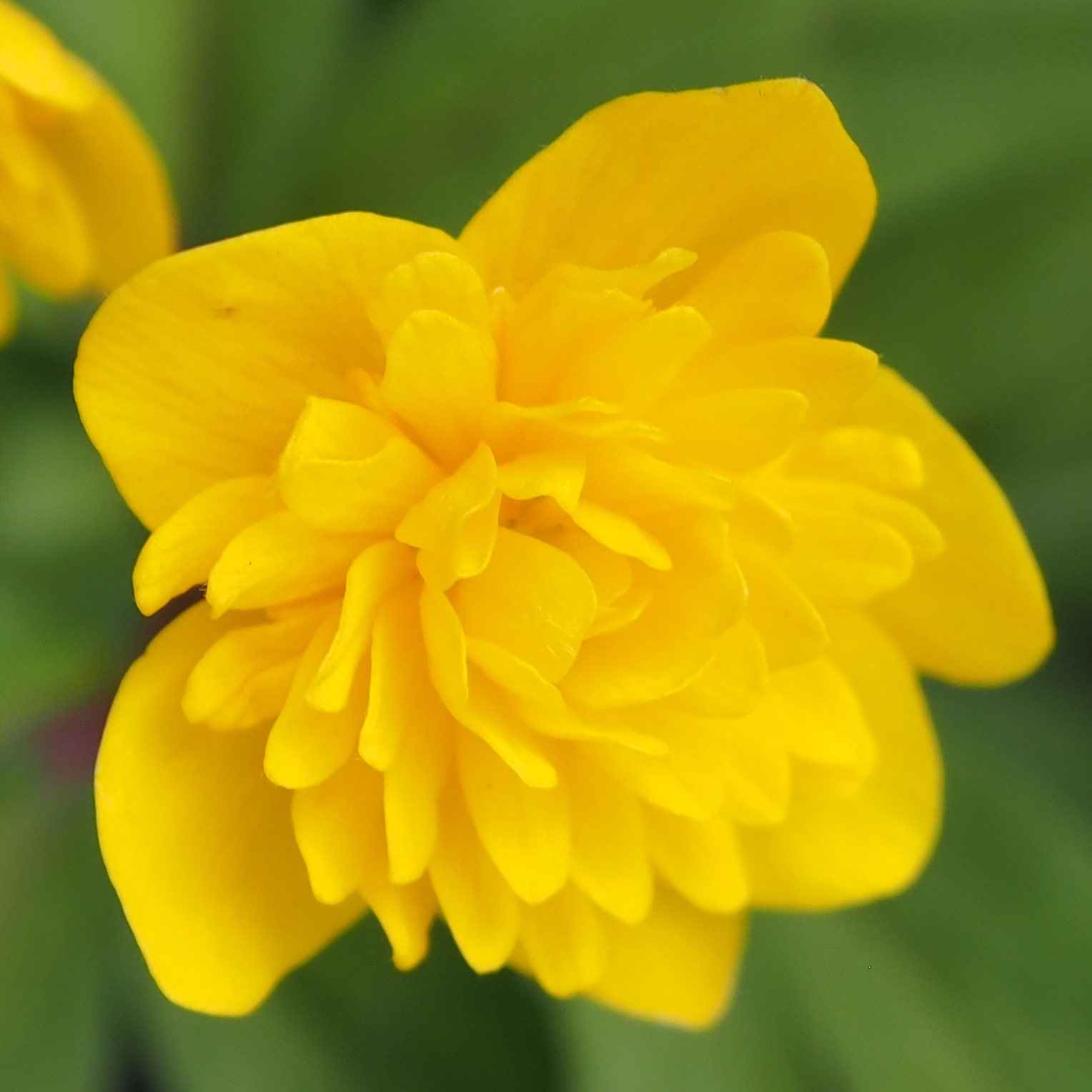 Anemone ranunculoides Johannes 4 Anemone ranunculoides Johannes – Bild 2