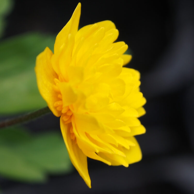 Anemone ranunculoides Johannes