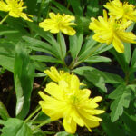 Anemone ranunculoides Kahar 2 Anemone ranunculoides Kahar