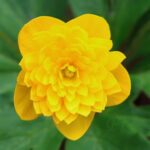 Anemone ranunculoides Kai 2 Anemone ranunculoides Kai