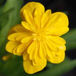 Anemone ranunculoides Kristina