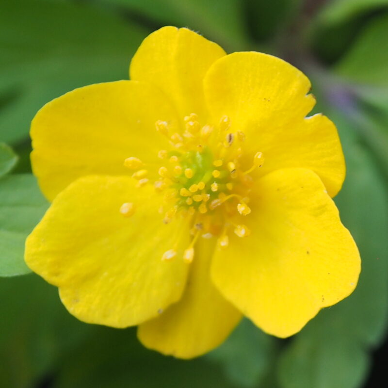Anemone ranunculoides Kuu