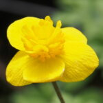 Anemone ranunculoides Lea