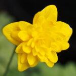 Anemone ranunculoides Leena
