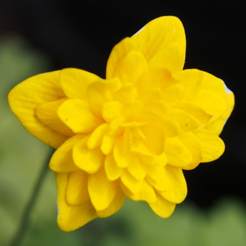 Anemone ranunculoides Leena