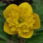 Anemone ranunculoides Linda