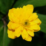 Anemone ranunculoides Loja