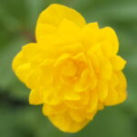 Anemone ranunculoides Mamm 2 Anemone ranunculoides Mamm