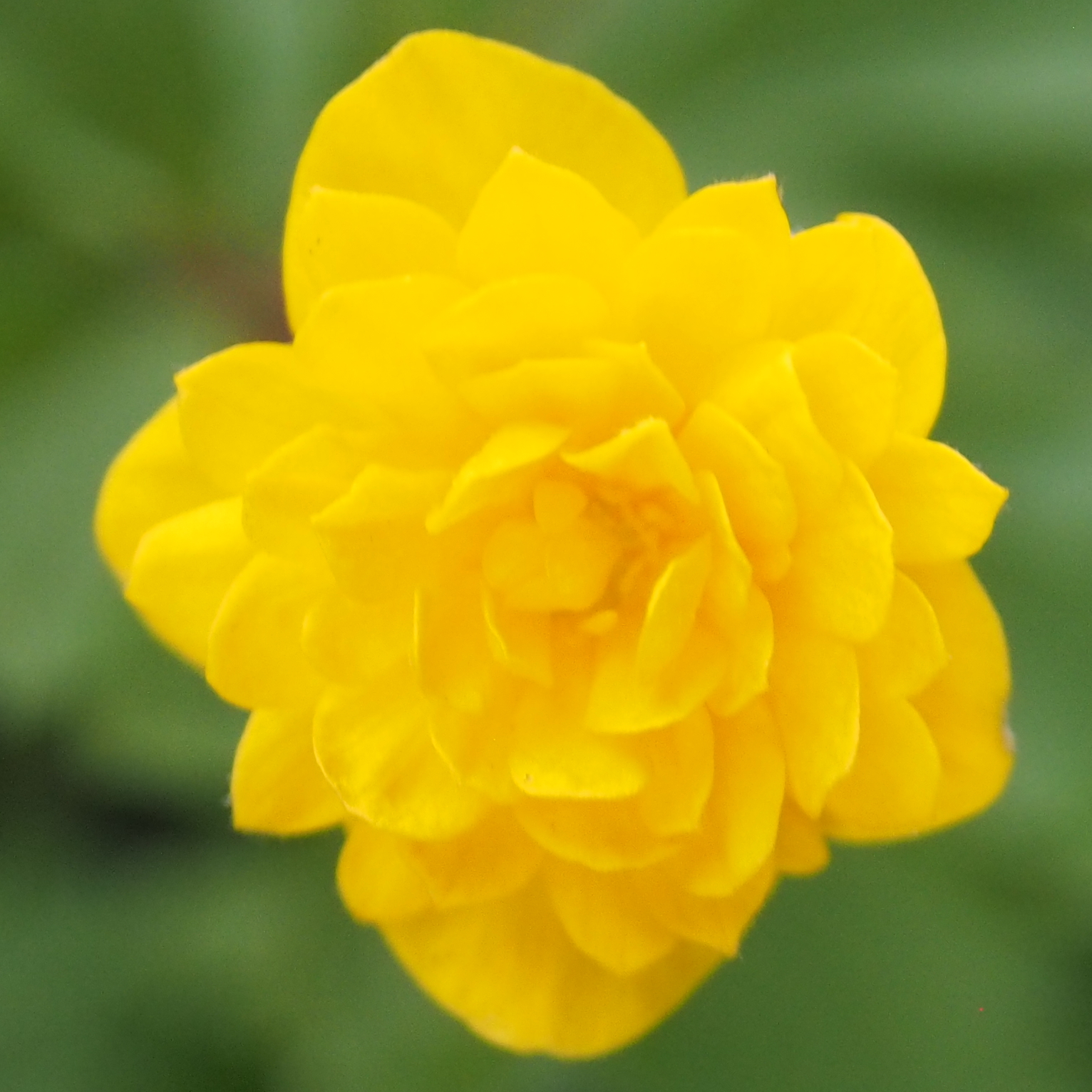 Anemone ranunculoides Mamm 3 Anemone ranunculoides Mamm