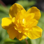 Anemone ranunculoides Merle 2 Anemone ranunculoides Merle