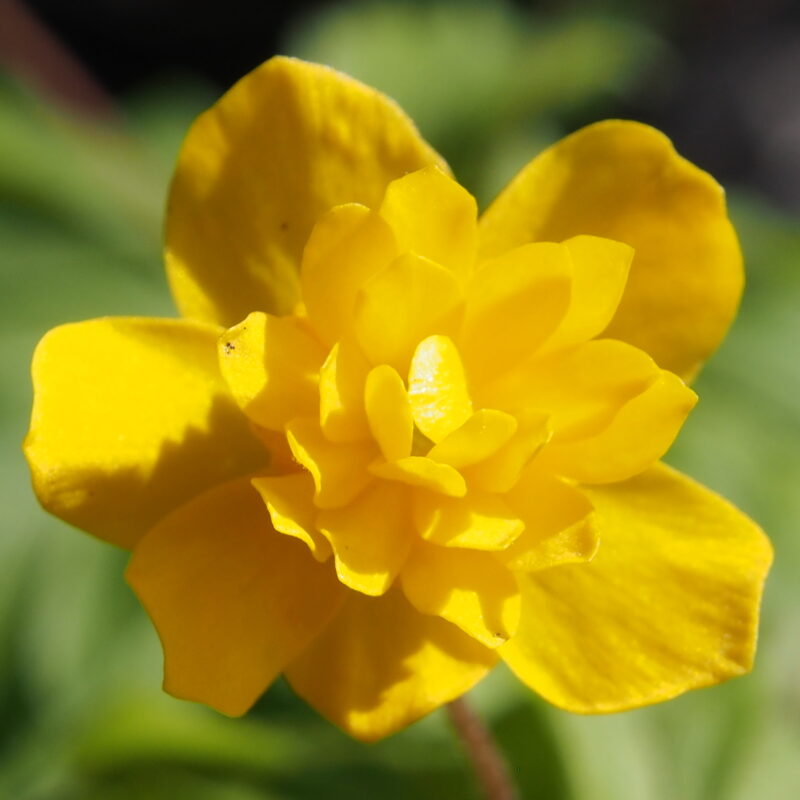 Schattenstauden 89 Anemone ranunculoides Merle