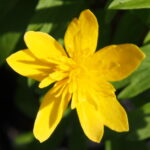 Anemone ranunculoides Minkel 1 Anemone ranunculoides Minkel