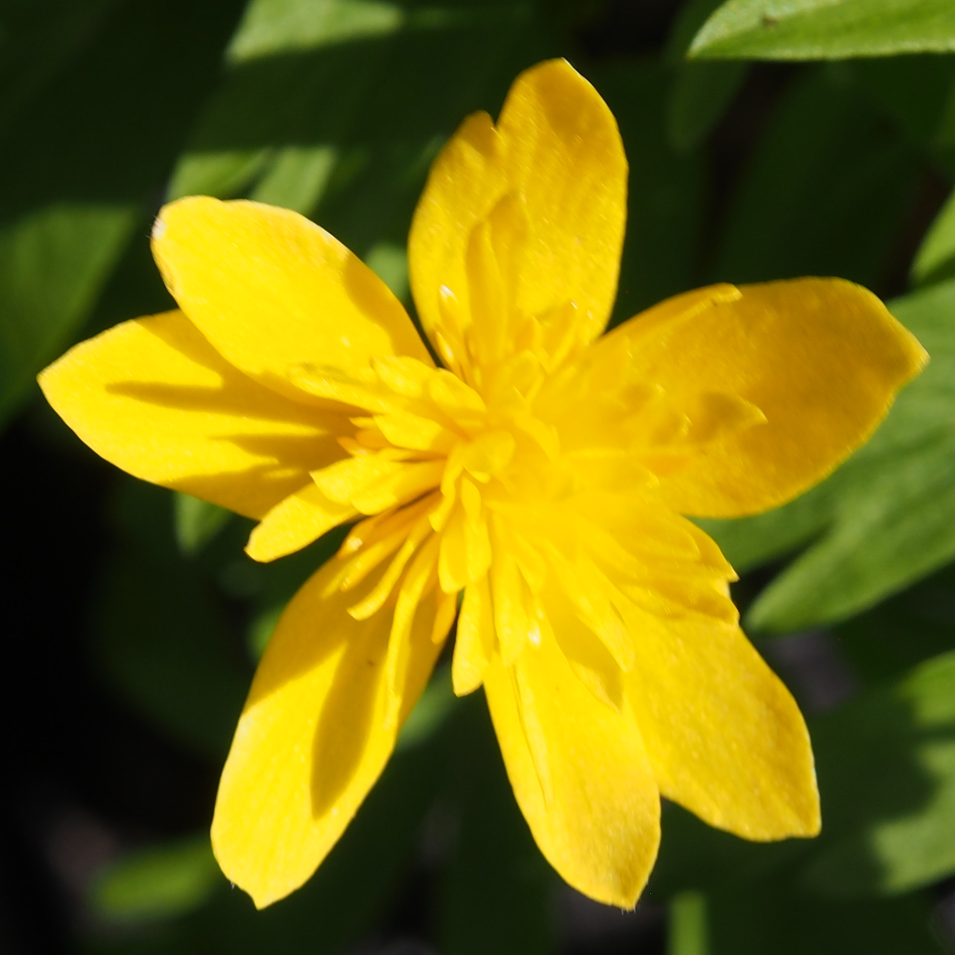 Anemone ranunculoides Minkel 3 Anemone ranunculoides Minkel