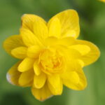 Anemone ranunculoides Muku 2 Anemone ranunculoides Muku