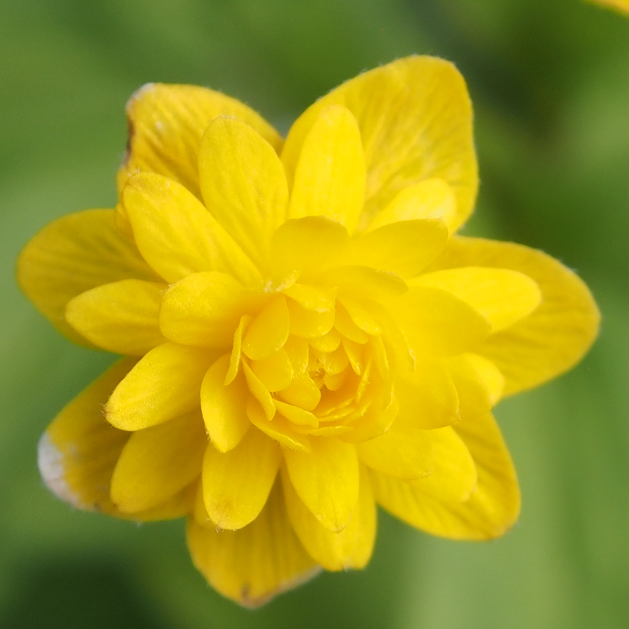 Anemone ranunculoides Muku 3 Anemone ranunculoides Muku