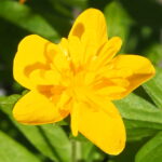 Anemone ranunculoides Orjaku 1 Anemone ranunculoides Orjaku