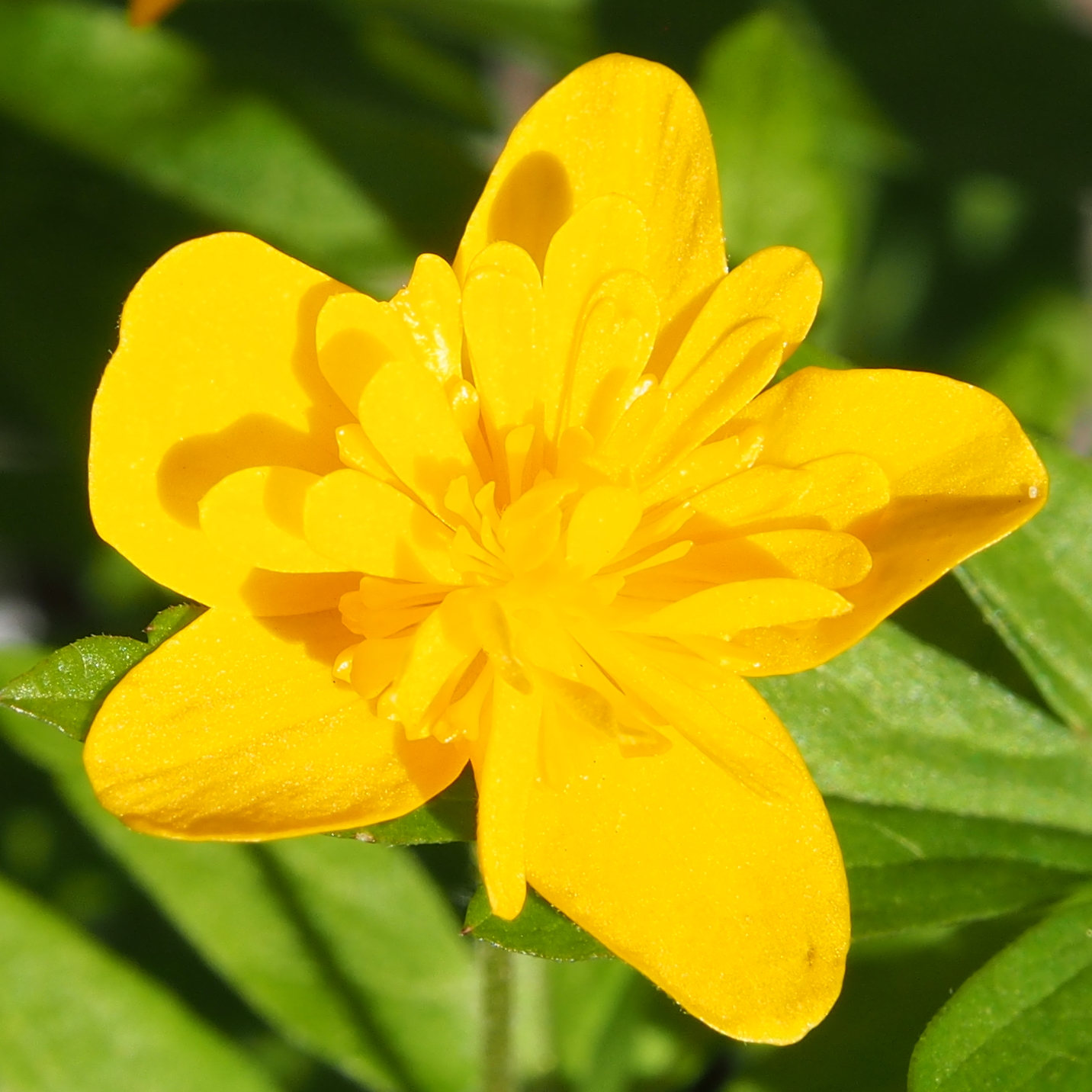 Anemone ranunculoides Orjaku 3 Anemone ranunculoides Orjaku