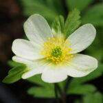 Anemone x lipsiensis Stiby 1 Anemone x lipsiensis Stiby