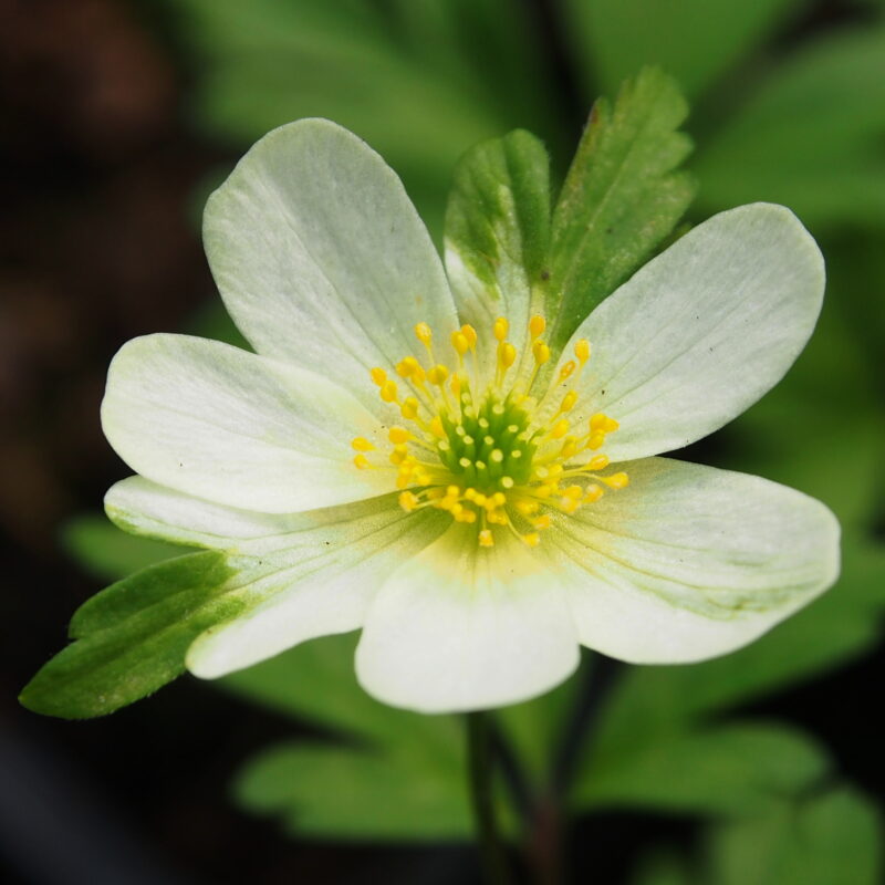 Anemone x lipsiensis Stiby
