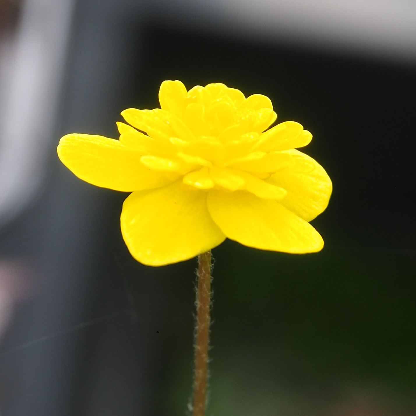 Anemone ranunculoides Pille 3 Anemone ranunculoides Pille