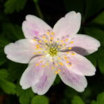Anemone nemerosa Kentish Pink 2 Anemone nemerosa Kentish Pink