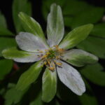 Anemone nemerosa Legolas JP 1 Anemone nemerosa Legolas JP